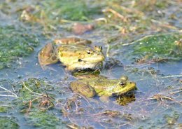 Epirus Water Frog