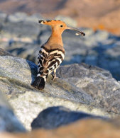Eurasian Hoopoe