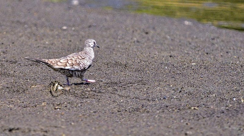 Inca Dove