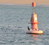 Socotra Cormorant
