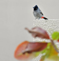Red-vented Bulbul