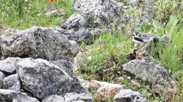 Eastern Black-eared Wheatear