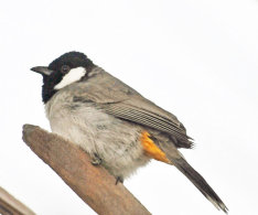 White-eared Bulbul