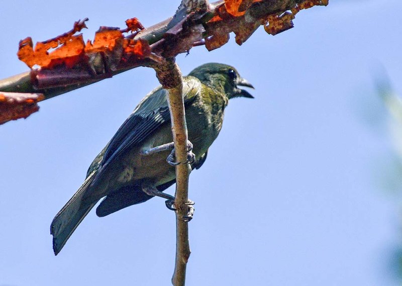 Palm Tanager