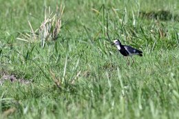 Long-toed Lapwing