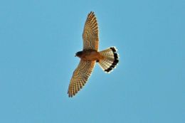 Eurasian Kestrel
