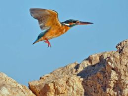Common Kingfisher in flight