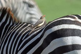 Red-billed Oxpecker
