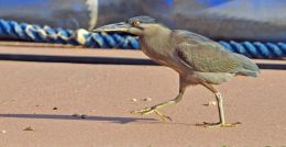 Striated Heron on beach.