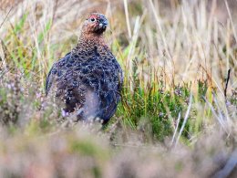 Red Grouse