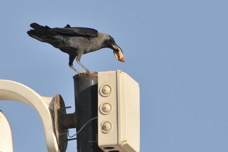 House Crow with food