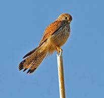 Eurasian Kestrel