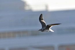 Sooty Gull in flight.