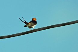 Lesser Stripped Swallow