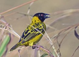 Village Weaver