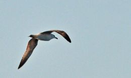 Caspian Gull in flight.