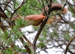 Wildlife of Scotland