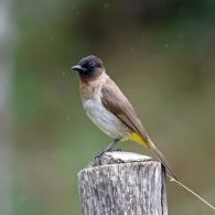 Common Bulbul