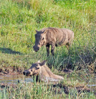 Warthog