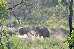 African Elephants play fighting
