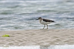 Common Sandpiper