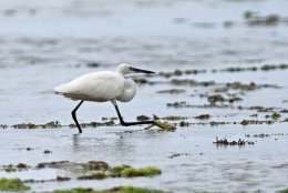 Dimorphic Egret