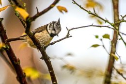 Crested Tit