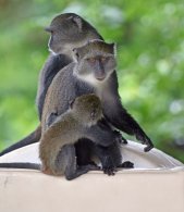 Angolan Black and White Colobus