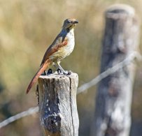 Collared Palm Thrush