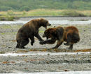 Brown Bears fighting over a salmon.