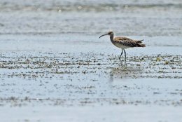 Whimbrel