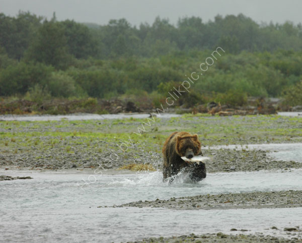 Brown Bear with a salmon.