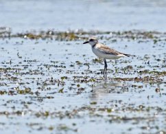 Greater Sand Plover