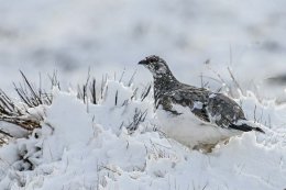 Rock Ptarmigan