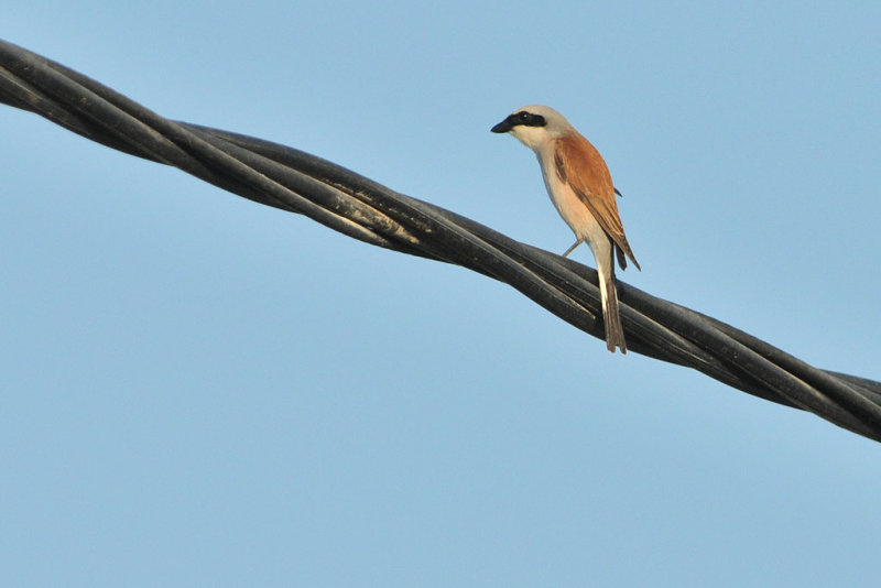 Red-backed Shrike