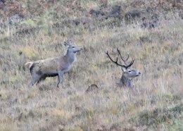 Red Deer