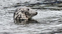 Grey Seal