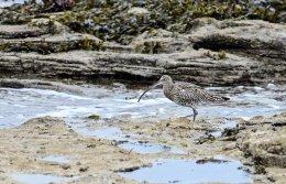 Curlew