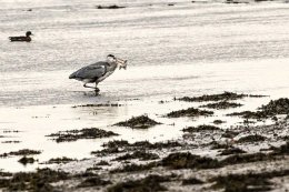 Grey Heron
