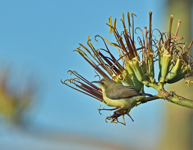 Beautiful Sunbird