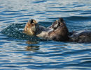 Sea Otter relaxing.