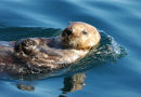 Sea Otter.