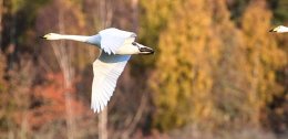 Whooper Swan