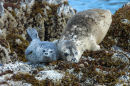 A mother and pup Harbour Seal.