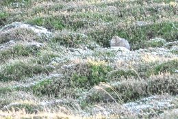 Mountain Hare