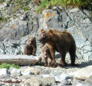 Brown Bear with cubs.