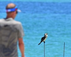 Little Pied Cormorant