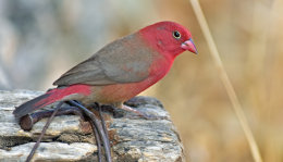 Eritrea Wildlife December 2014
