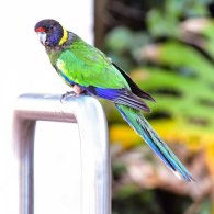 Australian Ringneck