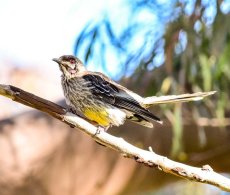 Red Wattlebird